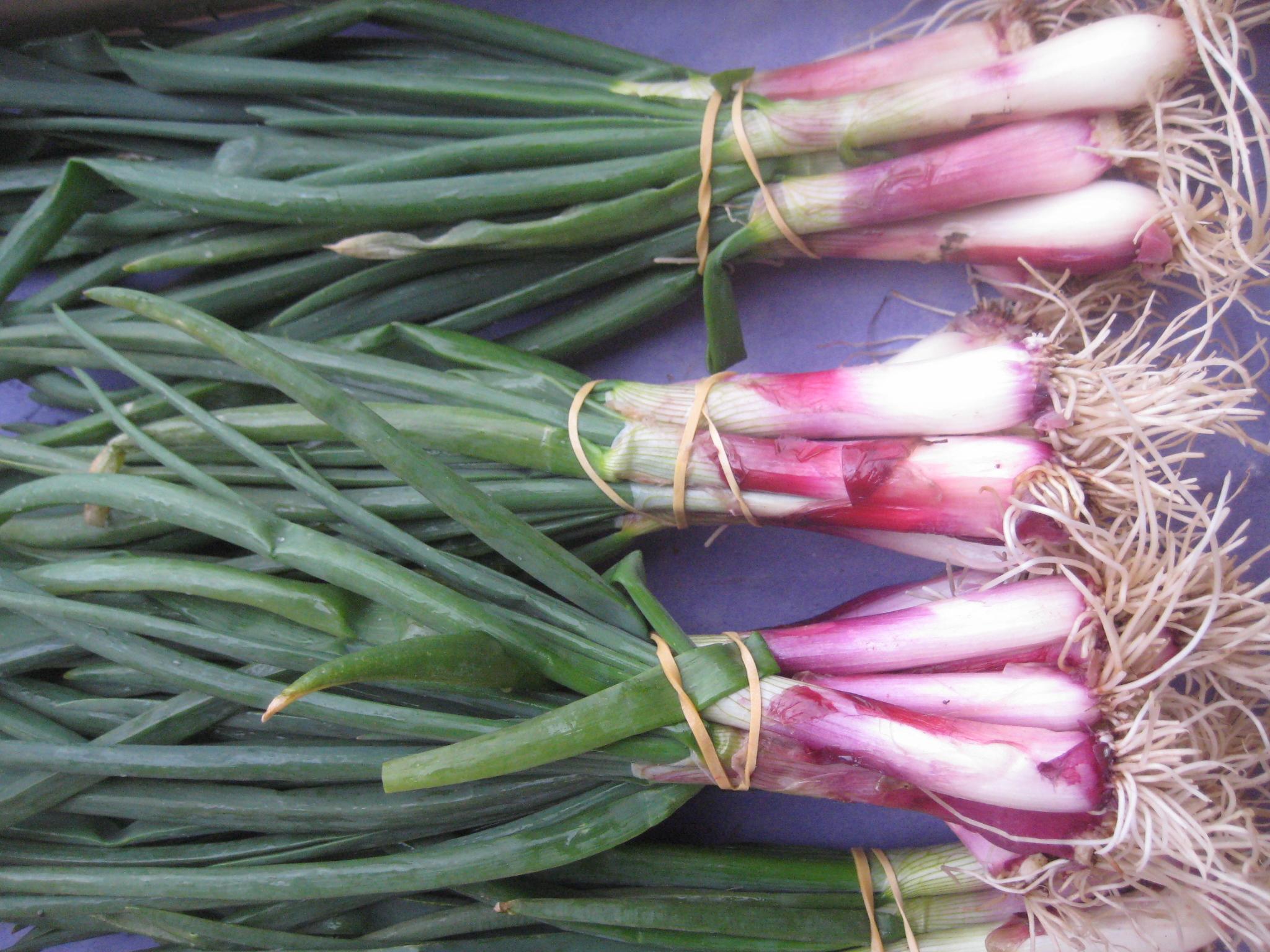 comment cuisiner la cebette ou oignon nouveau
