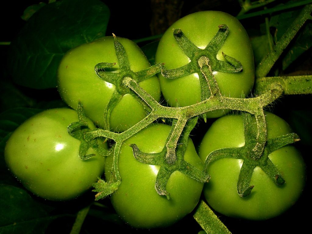 Tomates vertes