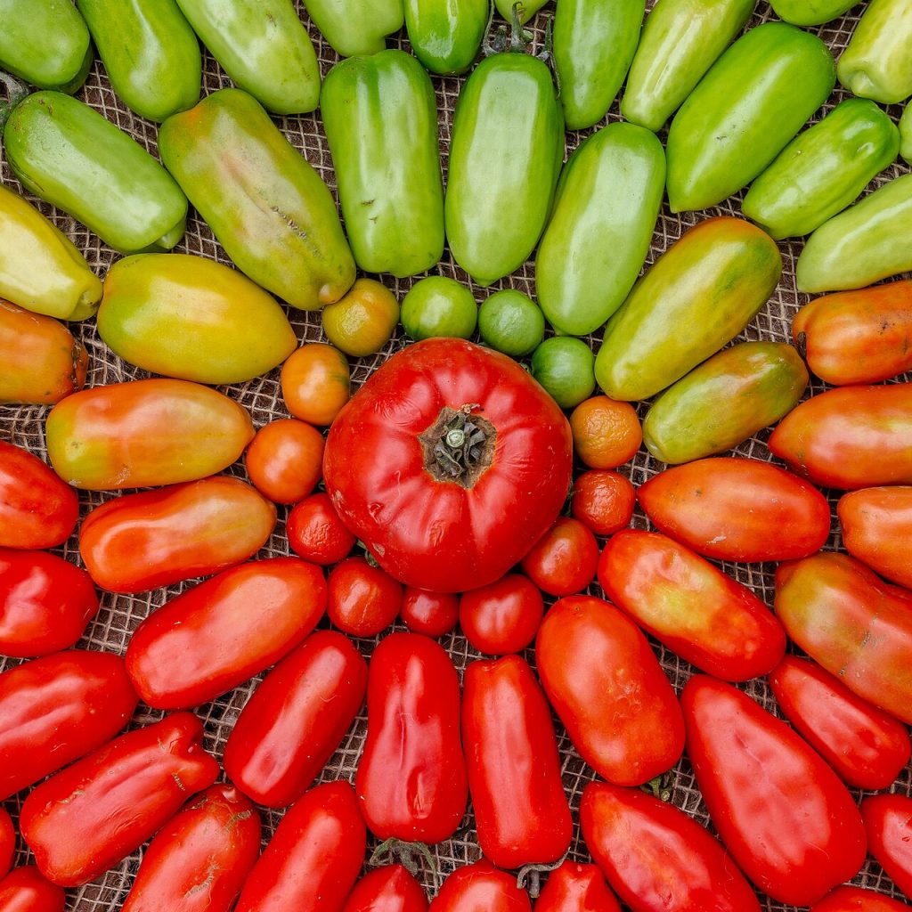 Tomates du vert au rouge