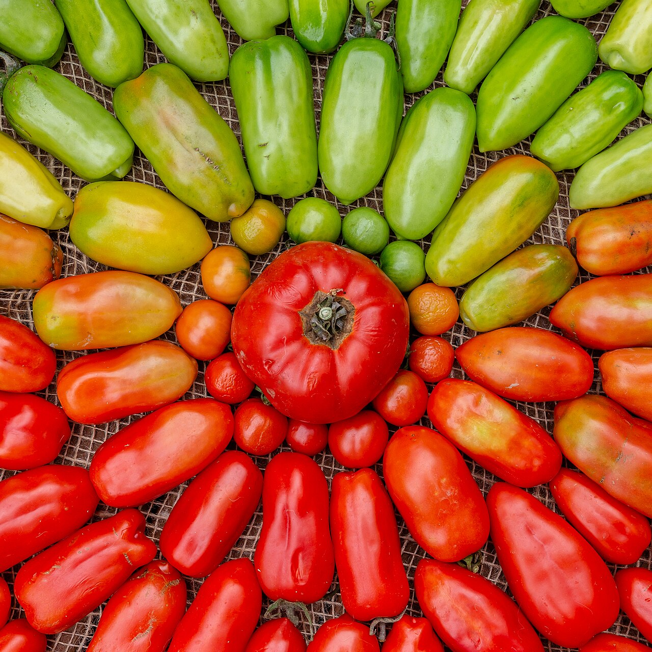 Tomates du vert au rouge